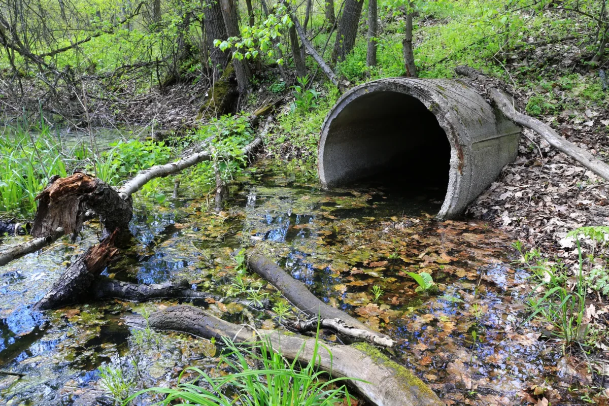 Concrete culvert outlet with fallen leaves and branches beside a woodland stream